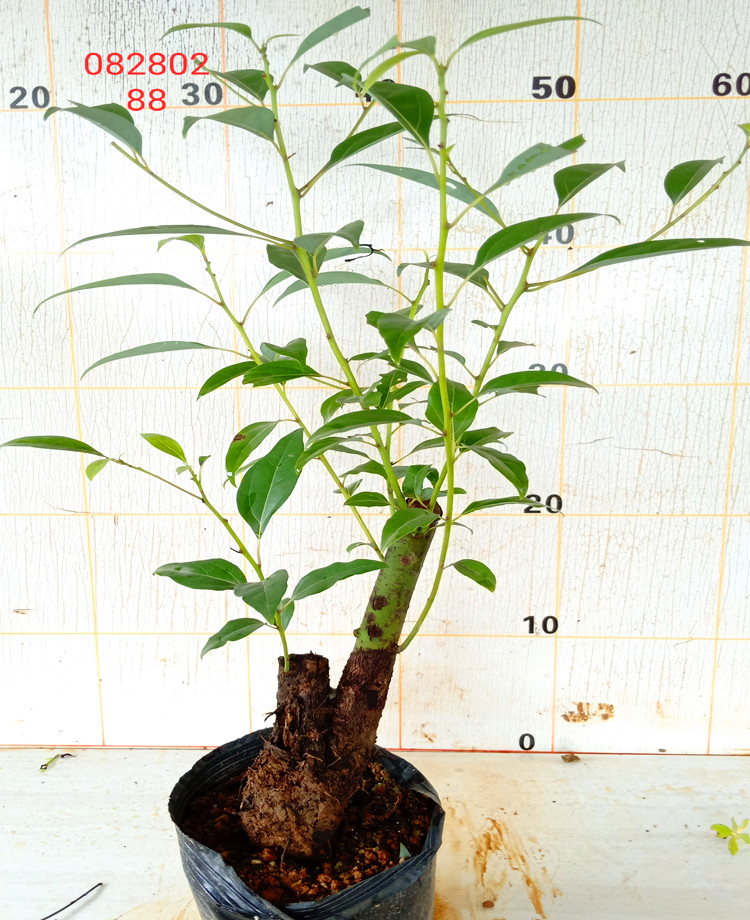 室内好养山水木本花卉盆景栽培小叶香樟树苗精品老桩常绿植物香槟色