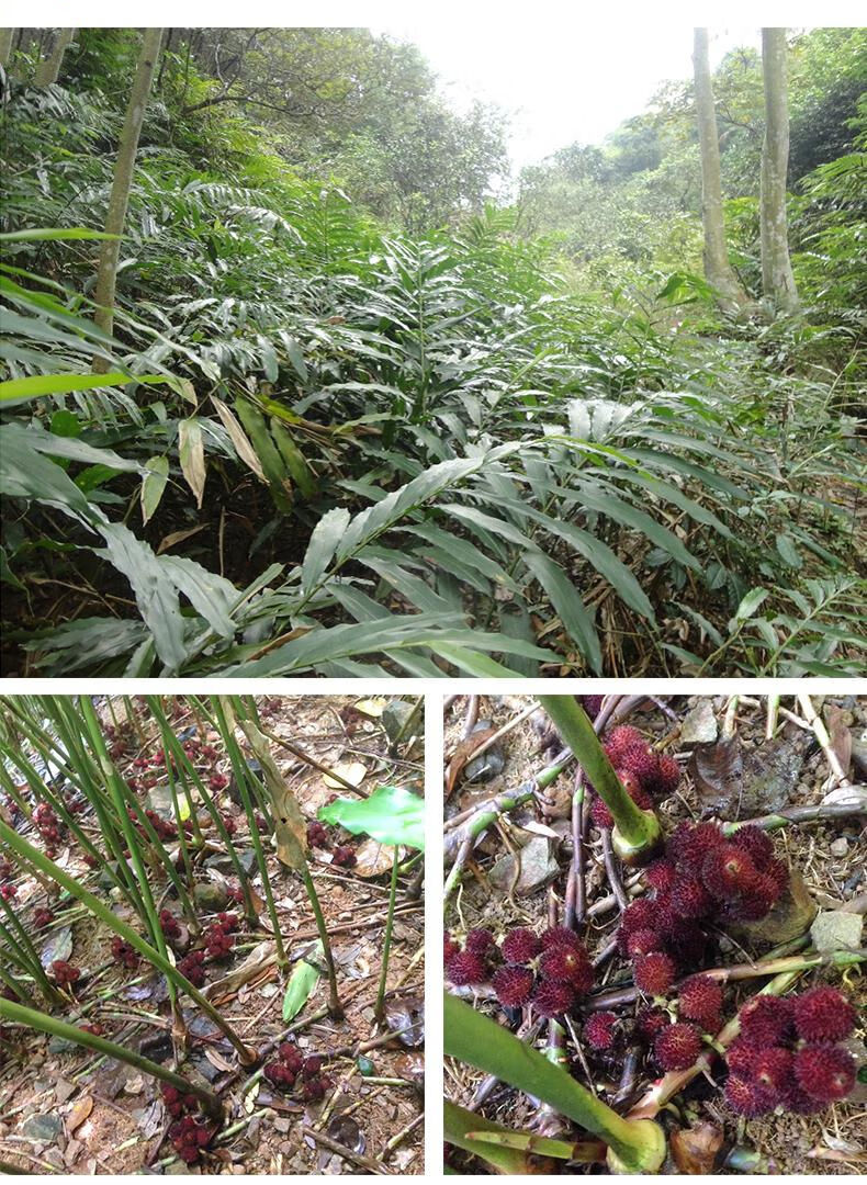 野生春砂仁中药材阳春砂仁干货正宗广东阳春特产砂仁野生特级毛砂仁春