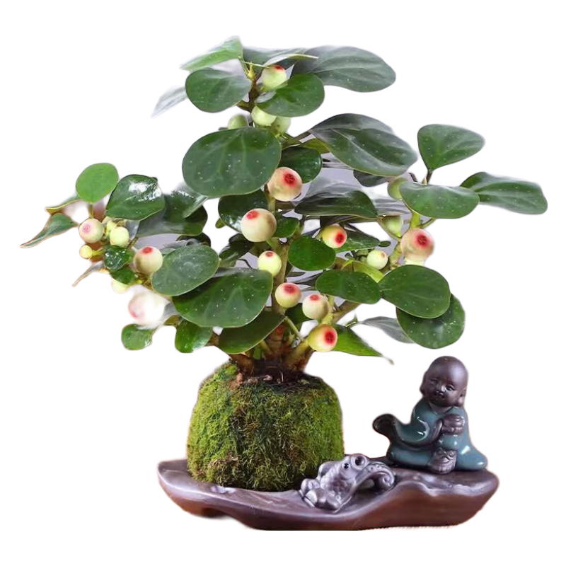 小盼菩提树盆栽常青好养活办公室内桌面植物花卉菩提盆景绿植 小盼