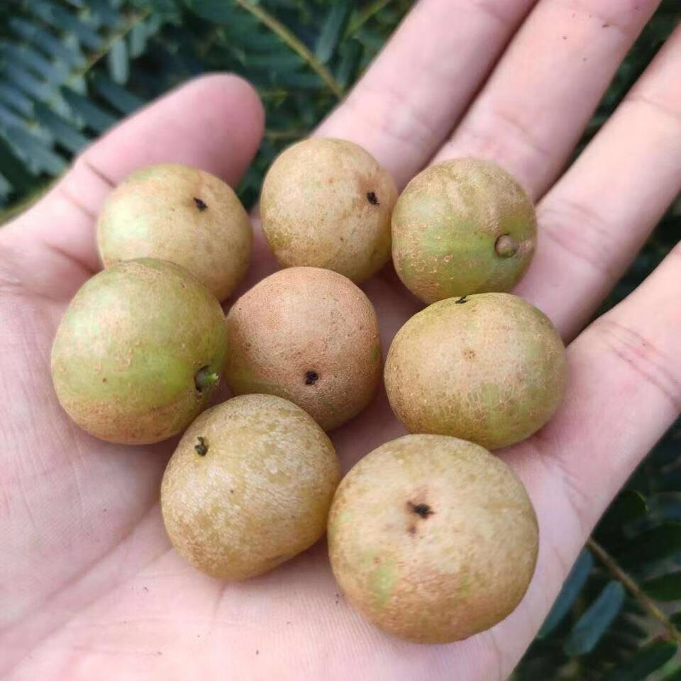 新鲜采摘野生赤皮油甘果余甘果牛甘果余甘子孕妇酸水果