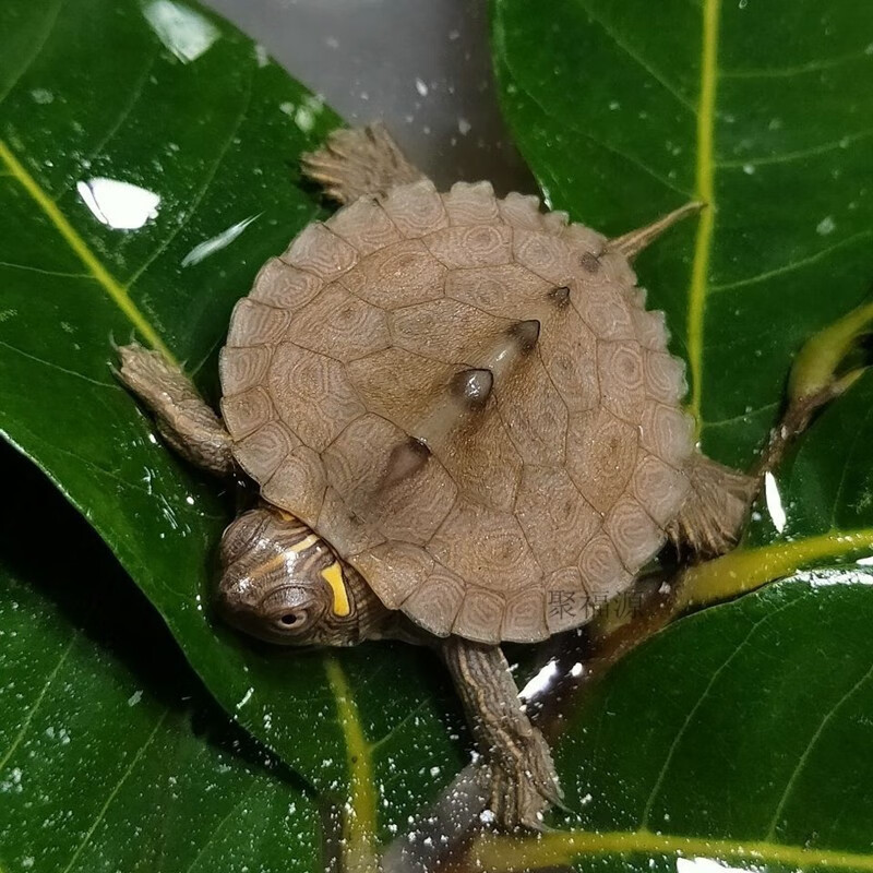 地图龟苗网红深水龟吃粪龟地图龟活体招财龟观赏龟外塘深水龟小乌龟