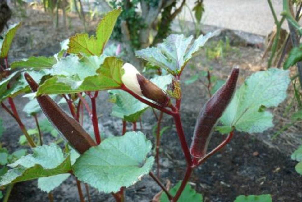 春季種植野生菜種子食用艾葉枸杞葉野薺菜種籽薄荷馬齒莧蔬萊種子 紅