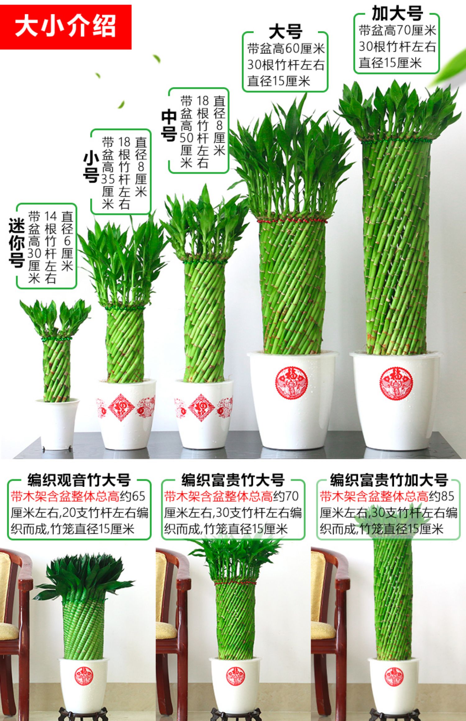 带根富贵竹植物花卉水培室内客厅办公室桌面招财竹子盆栽盆景 编织富