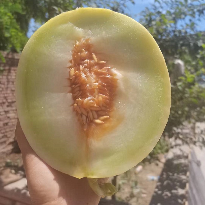 甘肃兰州白兰瓜银蒂瓜沙漠网纹蜜瓜戈壁甜瓜新鲜当季水果 10斤【图片