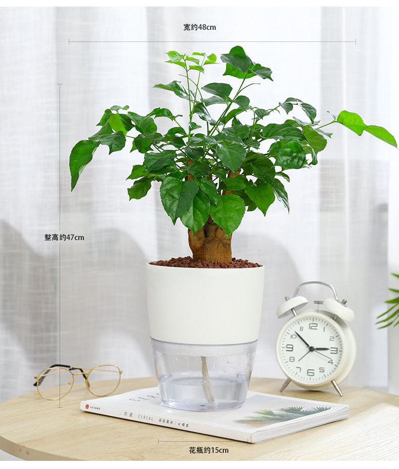 盆栽客厅幸福树空气办公室植物小绿植桌面净化老桩水培绿宝内旺宅幸福