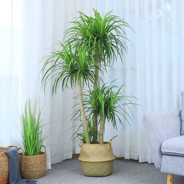 送货上门大型绿植龙须树多头龙血树龙铁树室内客厅盆栽花卉植物办公室