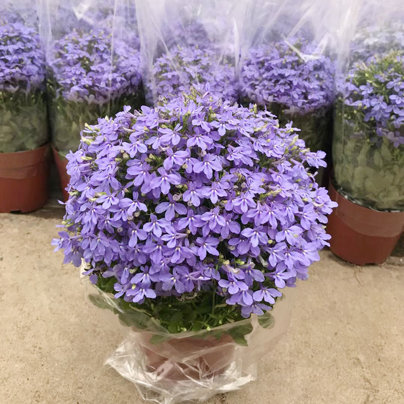 爱帛哆 半边莲盆栽六倍利花苗带花苞阳台庭院花卉趣味美观净化空气