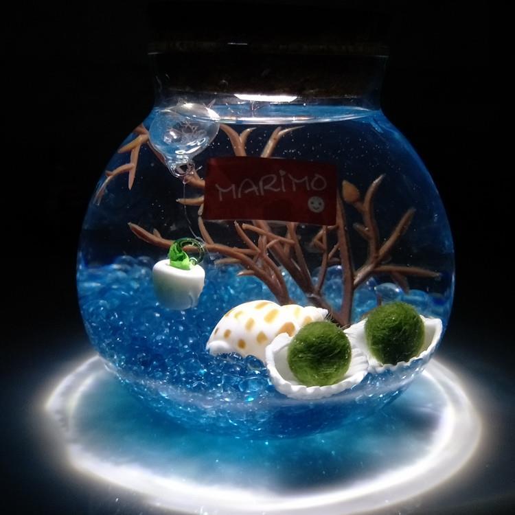 marimo海藻球水培植物海藻球微景观生态瓶苔藓创意盆栽玻璃瓶 圣诞树