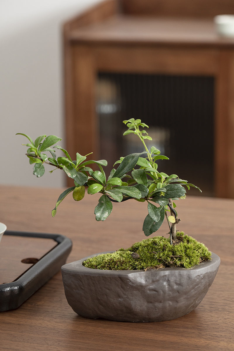 净化空气观叶文竹盆栽绿植带盆栽好简约创意陶瓷盆景室内茶几摆件xs灰