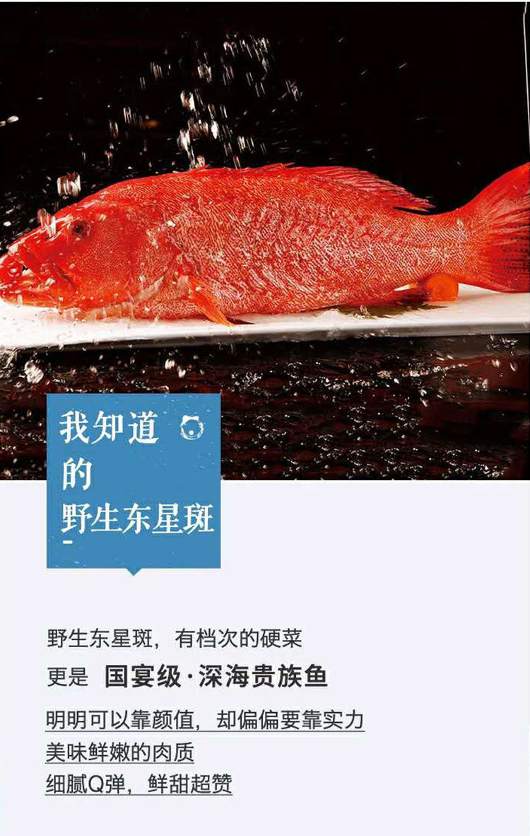石斑鱼分类档次图片