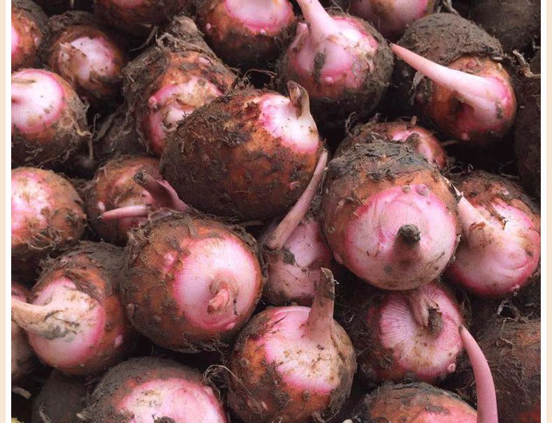 年货精选浙江金华新鲜现挖红芽芋头仔农家自种红嘴小毛芋香芋艿软粘粉