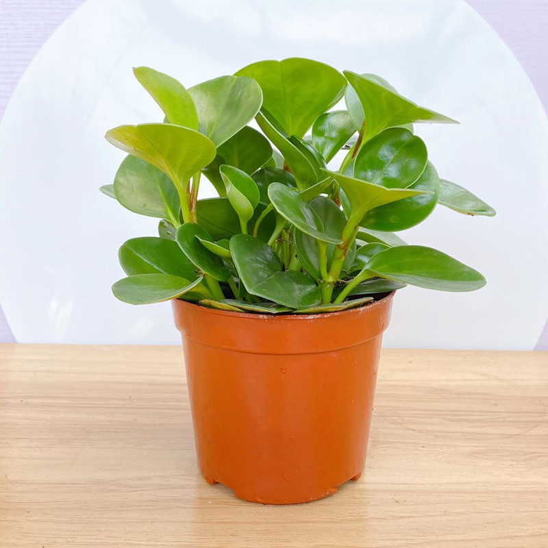 2022款 豆瓣绿盆栽 圆叶椒草室内桌面植物 彩叶碧玉/原土一盆 盆径10.