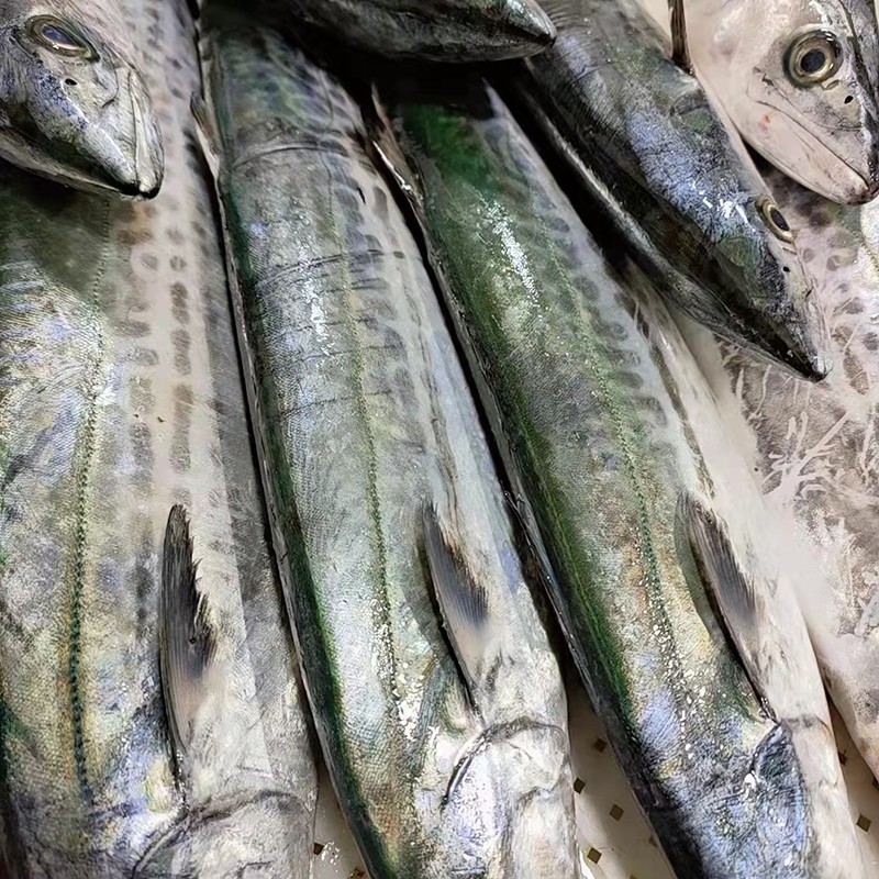 海鲜阁 宁波象山港川乌 洄游蓝点马鲛鱼 鰆鰞 川乌鱼 海鲜水产 顺丰速