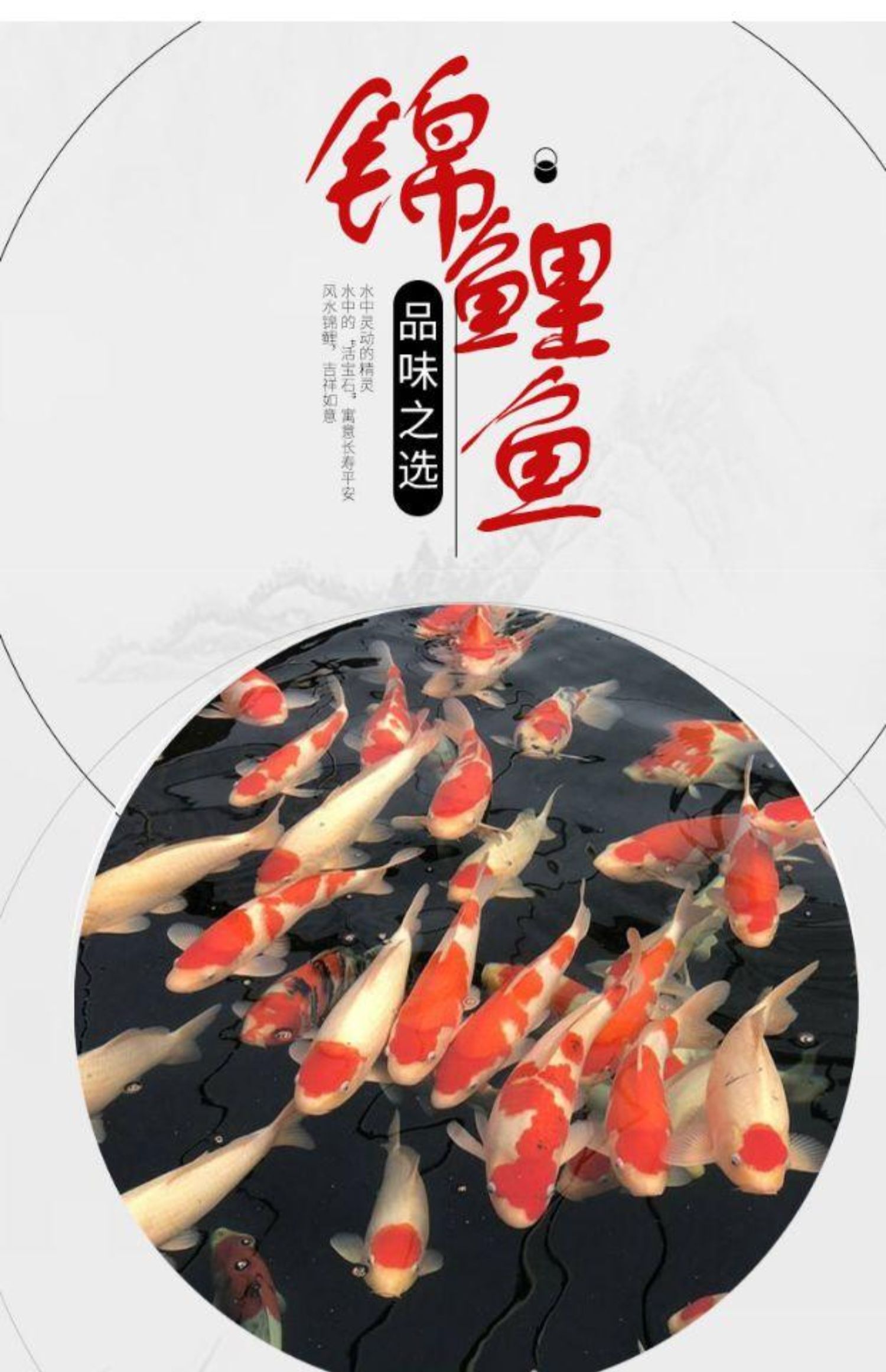 锦鲤淡水金鱼活体日本纯种红白锦鲤观赏鱼风水鱼锦鲤鱼苗丹顶鱼红色