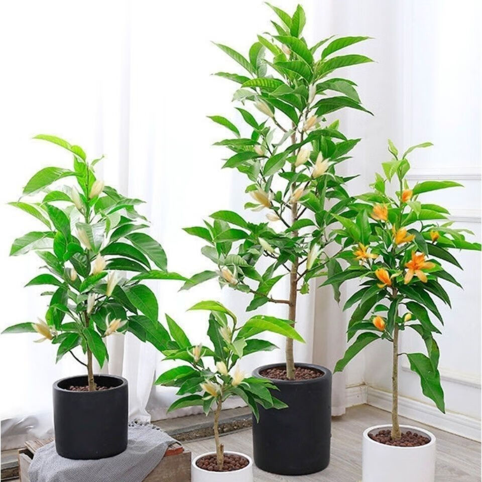 浓香型嫁接花苗白玉兰花卉黄果兰盆栽绿植庭院绿化 黄兰 5年苗开花