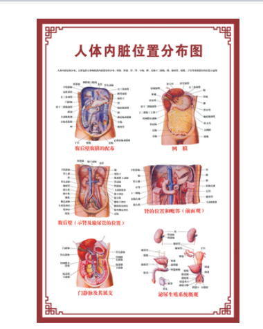 人體骨骼圖掛圖器官內臟結構圖海報脊柱圖解肌肉分佈解剖圖掛畫注意