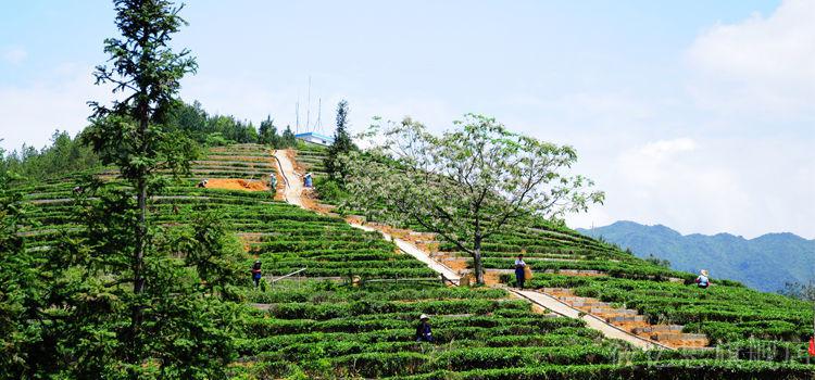 東方美人茶批發大田美人茶膨風茶白毫烏龍茶試喝茶葉30克品鑑裝