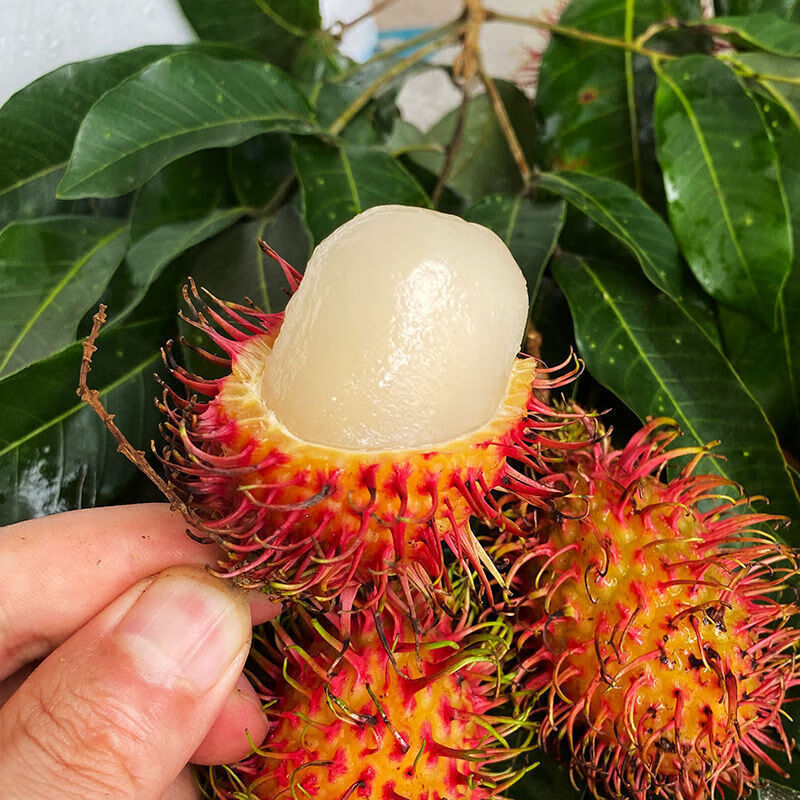 真果沁 【京鲜配】泰国红毛丹水果毛荔热带当季新鲜毛丹果 精美礼盒5