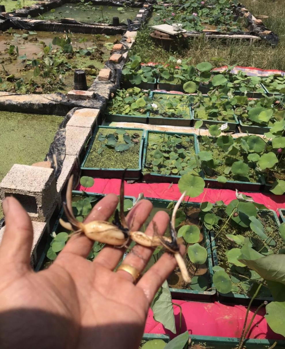 阳台书房小型荷花微型小碗莲种藕荷花苗盆景栽多年生色