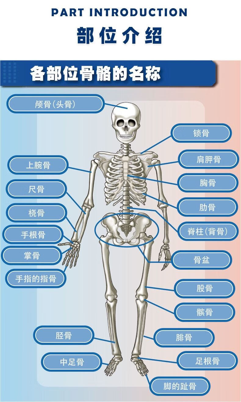 真人体男性玩偶骨架内脏送给医学生的礼物j3835cm骨骼模型关节可活动