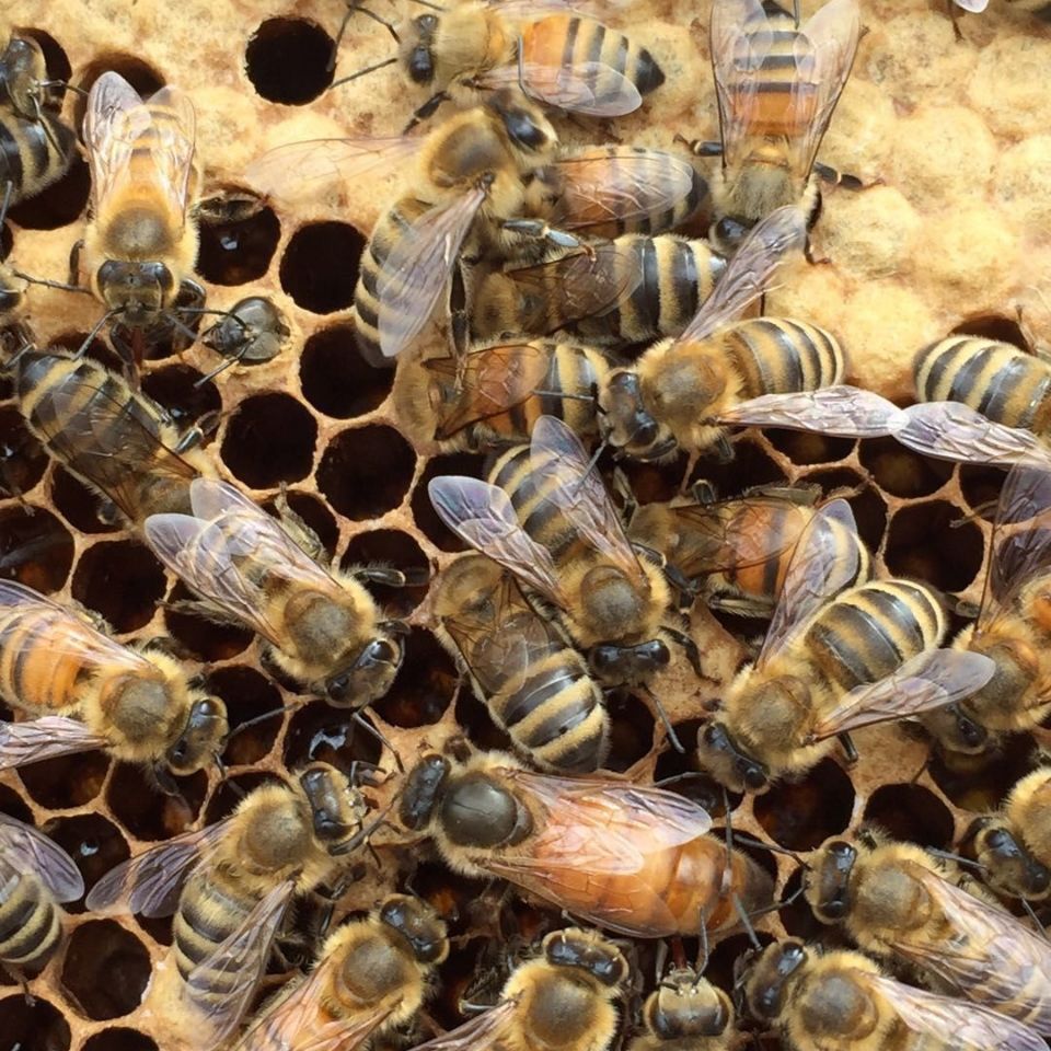 有仁堂意蜂蜂王高产蜜王新产卵王生产王新开产王蜜蜂王种王一斤加王加