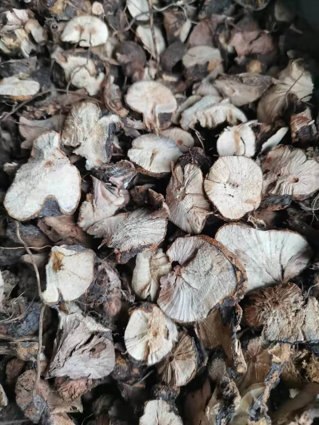 四川新鲜现挖野荞麦根2斤土三七疙瘩装苦荞麦根 野生天荞麦金开锁 种