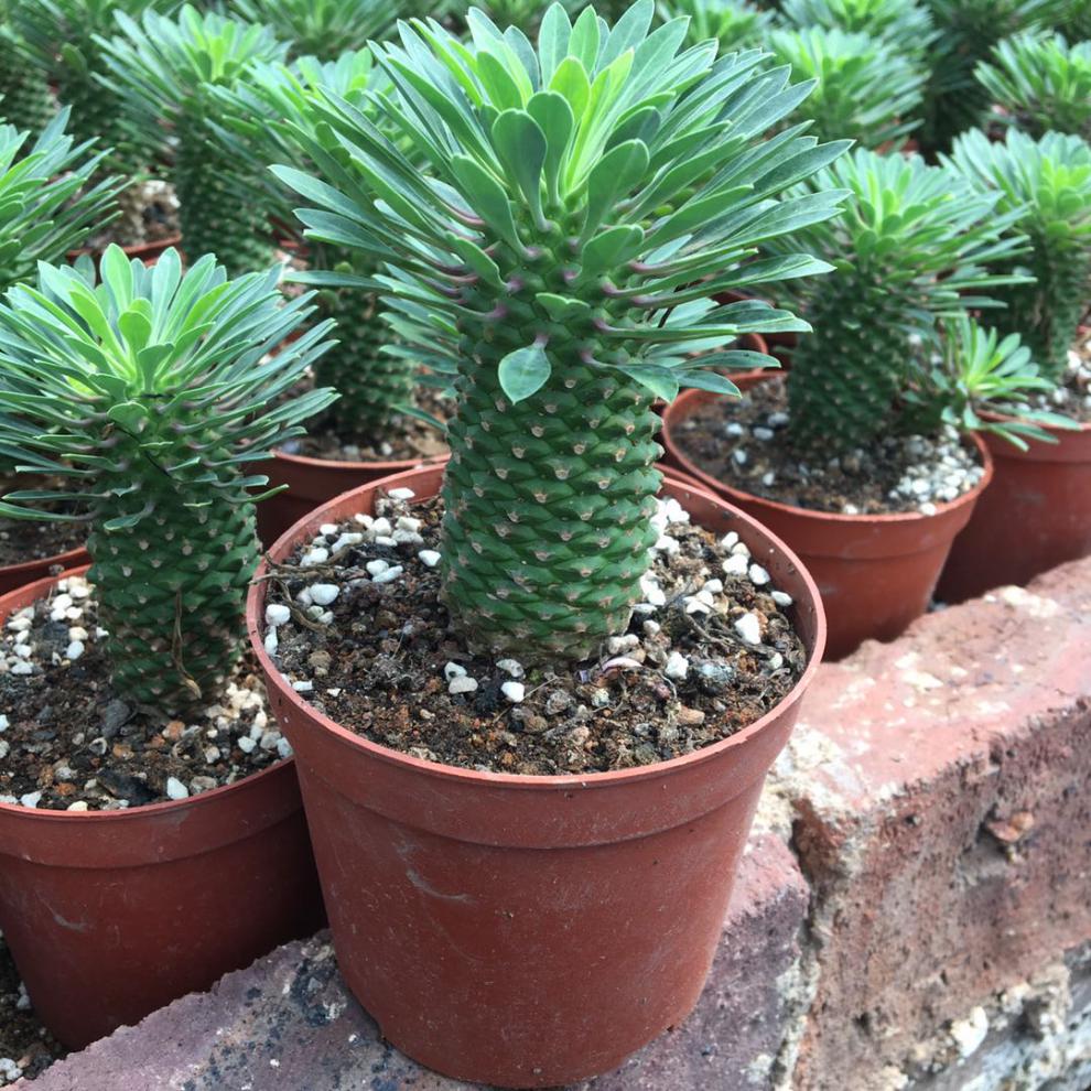 园艺进口稀有多肉铁甲麒麟白桦峨眉山非洲霸王树一物一拍块根好养