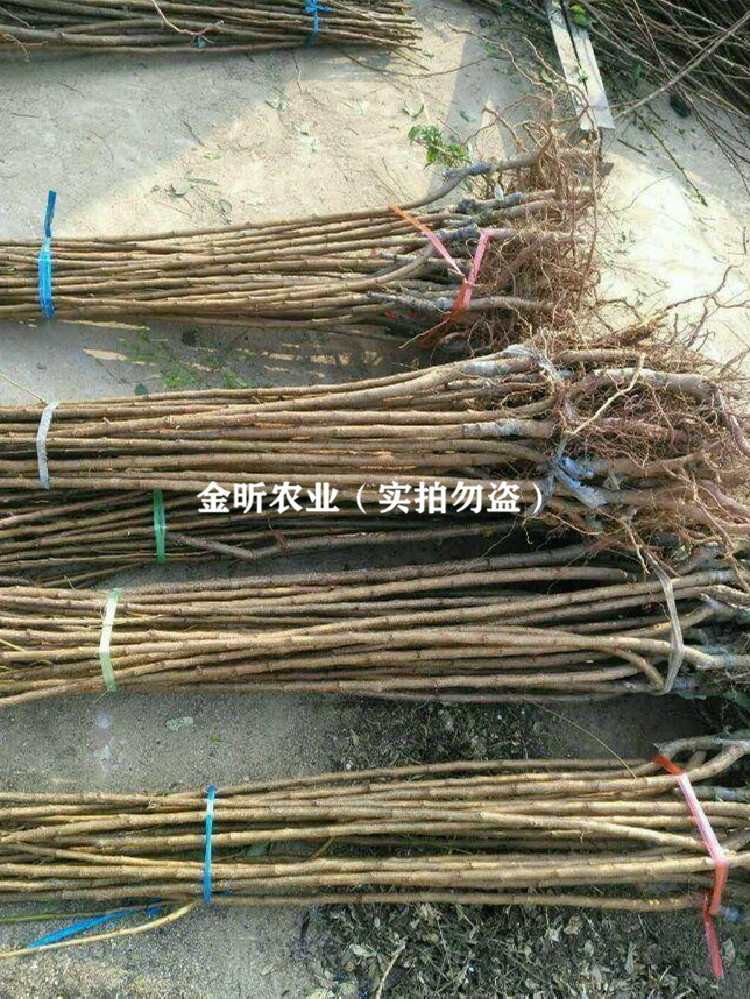 嫁接丰园红杏树苗南方北方种植杏树地栽盆栽果树庭院果树当年结果嫁接