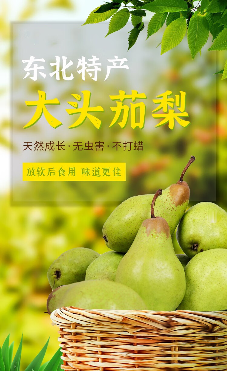 顺丰2021新果东北茄梨大头梨啤梨15斤装特产甜软糯大头梨新鲜现摘当季