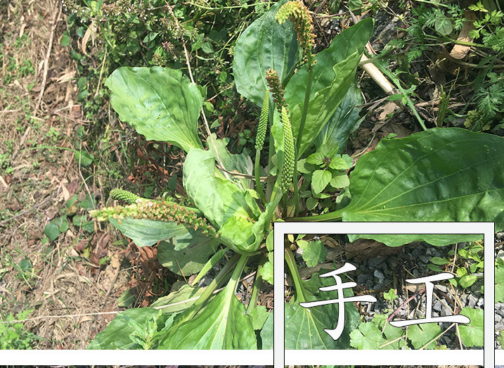 今年新貨車前草中草藥野生新鮮車前草茶全草500g精選車前草500克整顆