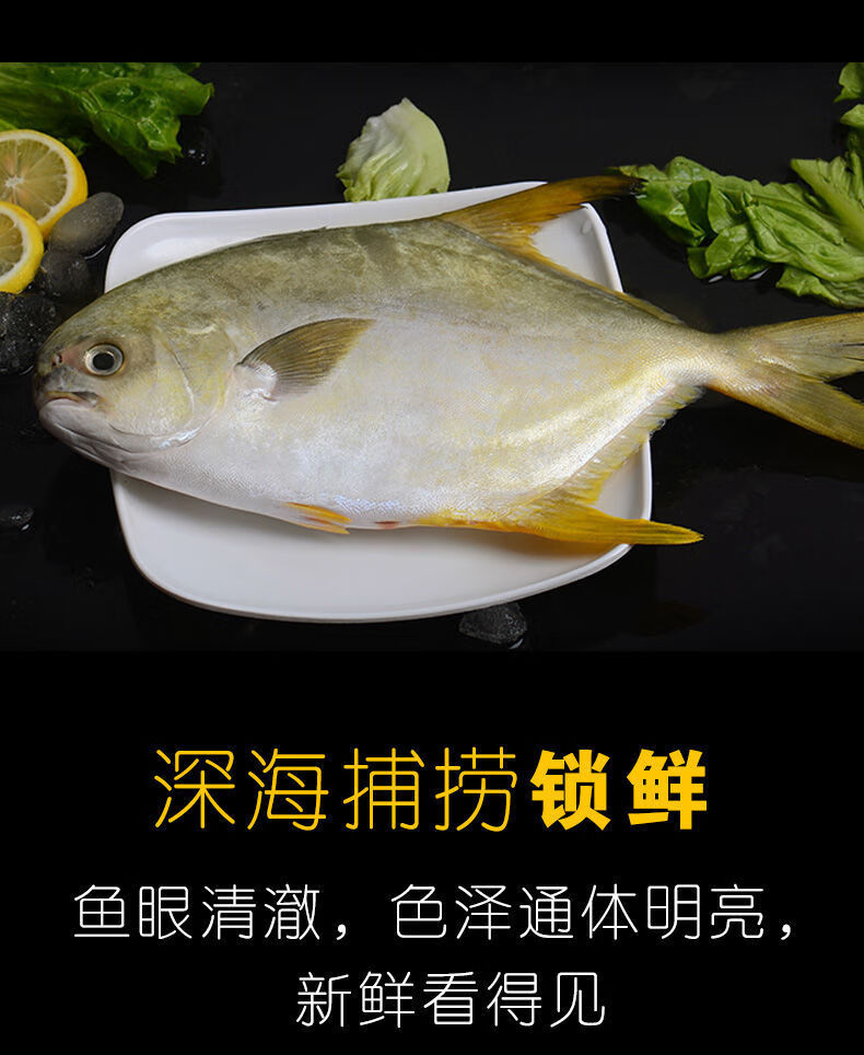 新品冲量金鲳鱼海捕金鲳鱼新鲜金鲳鱼冷冻海鲜水产大号