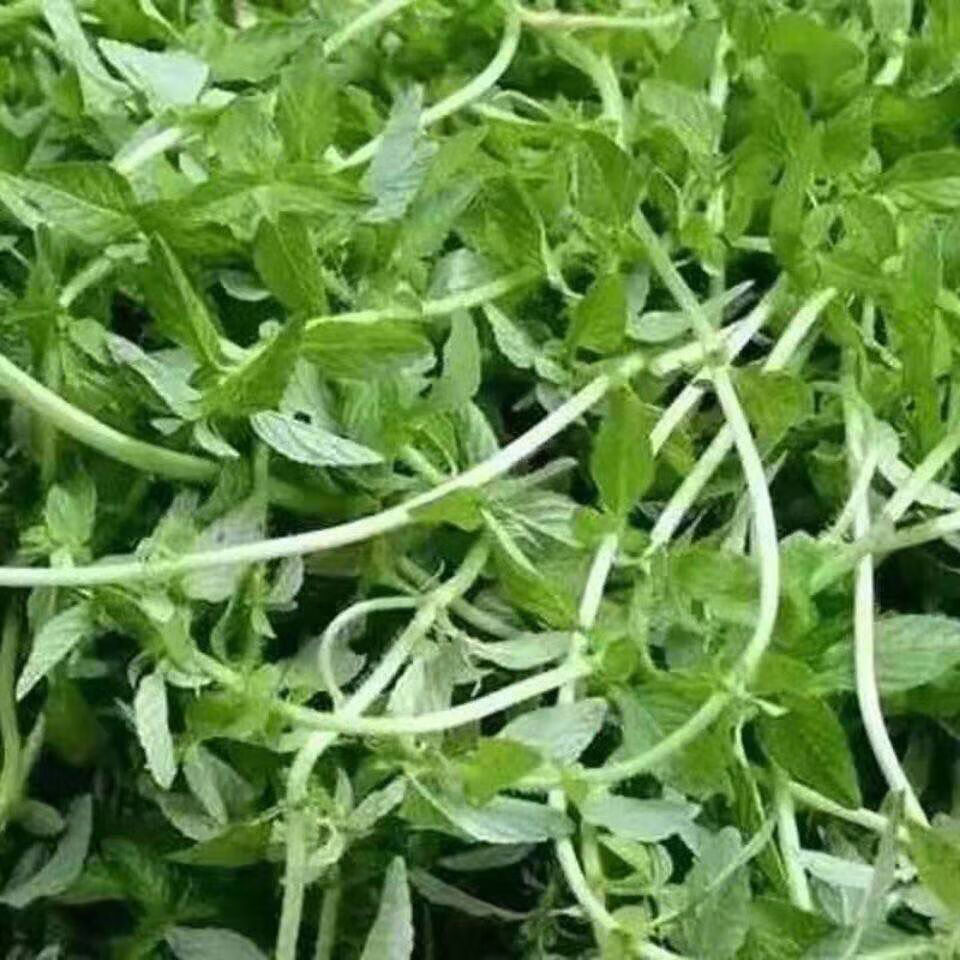 云南德宏野生水香菜傣家调料新鲜蔬菜正宗香嫩水香菜泡沫箱发 净重1斤