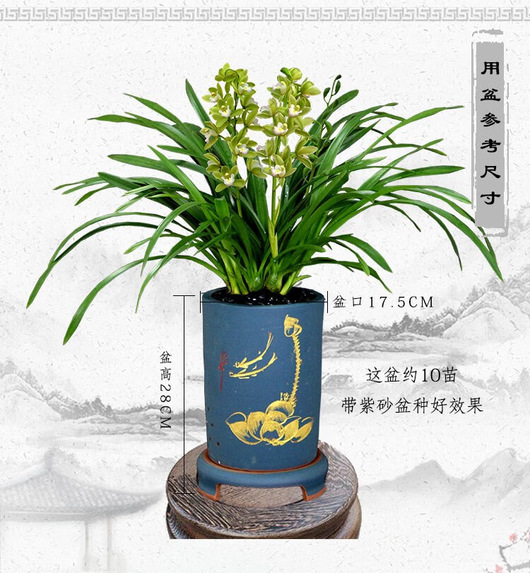 翁源兰花【直播48】墨兰企黑金边室内红花除甲醛浓香好养植物盆栽