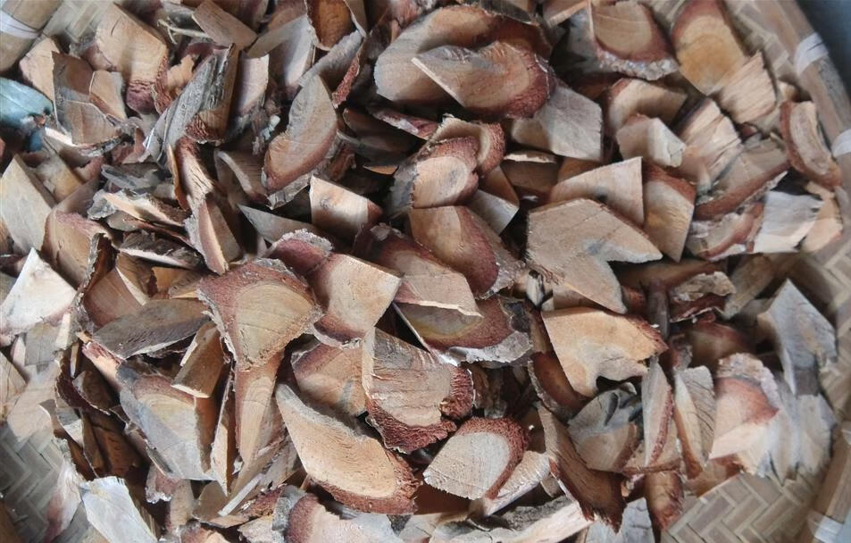 伟博伟博中药材三尖杉藏杉三尖松绿背三尖杉干品枝叶一斤另有三尖杉根