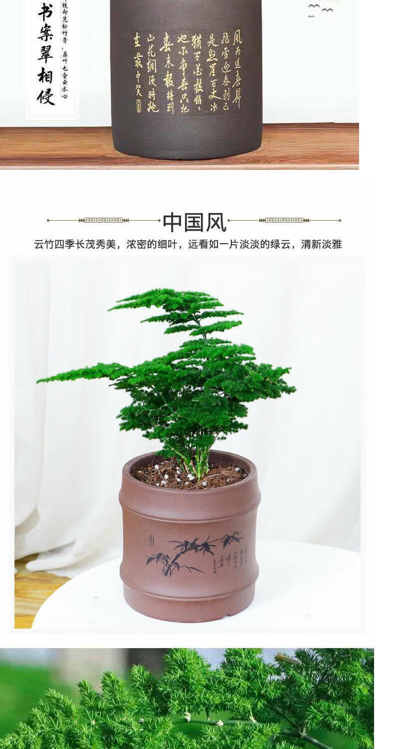 云竹矮种唐山正宗矮生云竹盆栽文竹驱蚊植物室内四季常青绿植花卉盆景