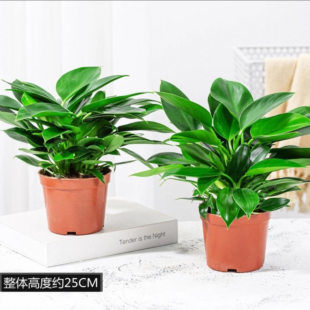 绿公主水培养植物吸甲醛办公室净化空气四季常青好养绿植室内盆栽 绿