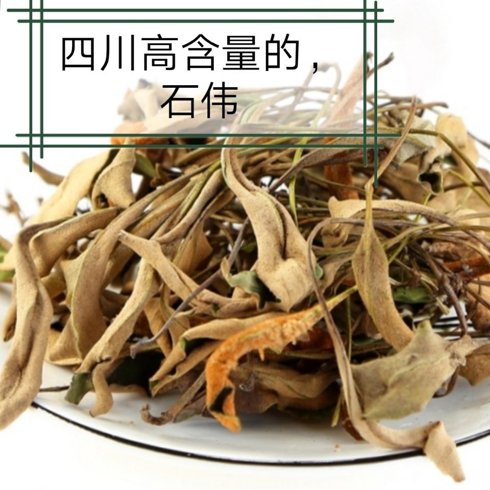 伟博中药四川石韦100g/500g克 石苇小叶石韦草 石苇茶药 500g【图片