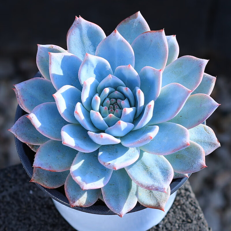 贝壳锦多肉植物白姬之舞花卉盆栽含花盆栽好成品桌面组合云南直发 醉