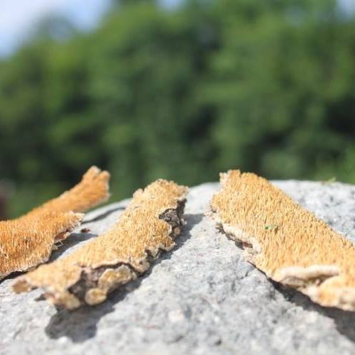 伟博正宗长白山纯野生纯白耙齿菌真菌打粉肌酐尿蛋白潜血药用 50g普通