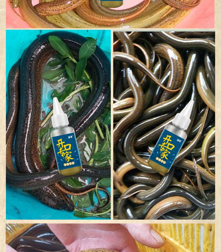 腥味开口剂 黄鳝饵小药鳝鱼诱食剂黄蟮诱饵料腥味捕鳝鱼灵开口药钓