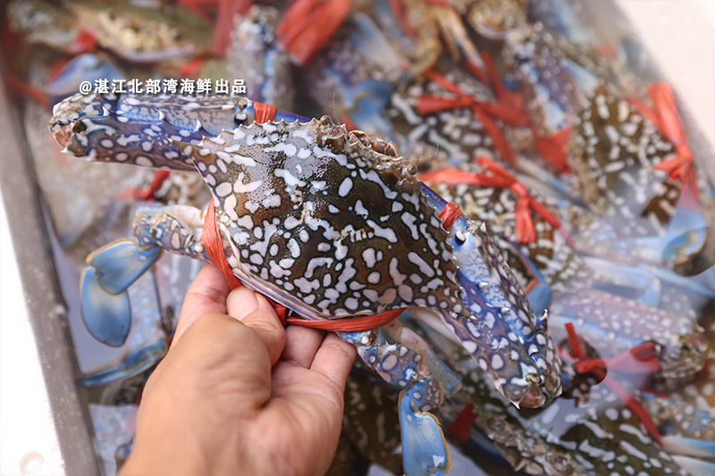 湛江鮮活蘭花蟹梭子蟹500g鮮肥海飛蟹紅膏蟹海鮮新鮮