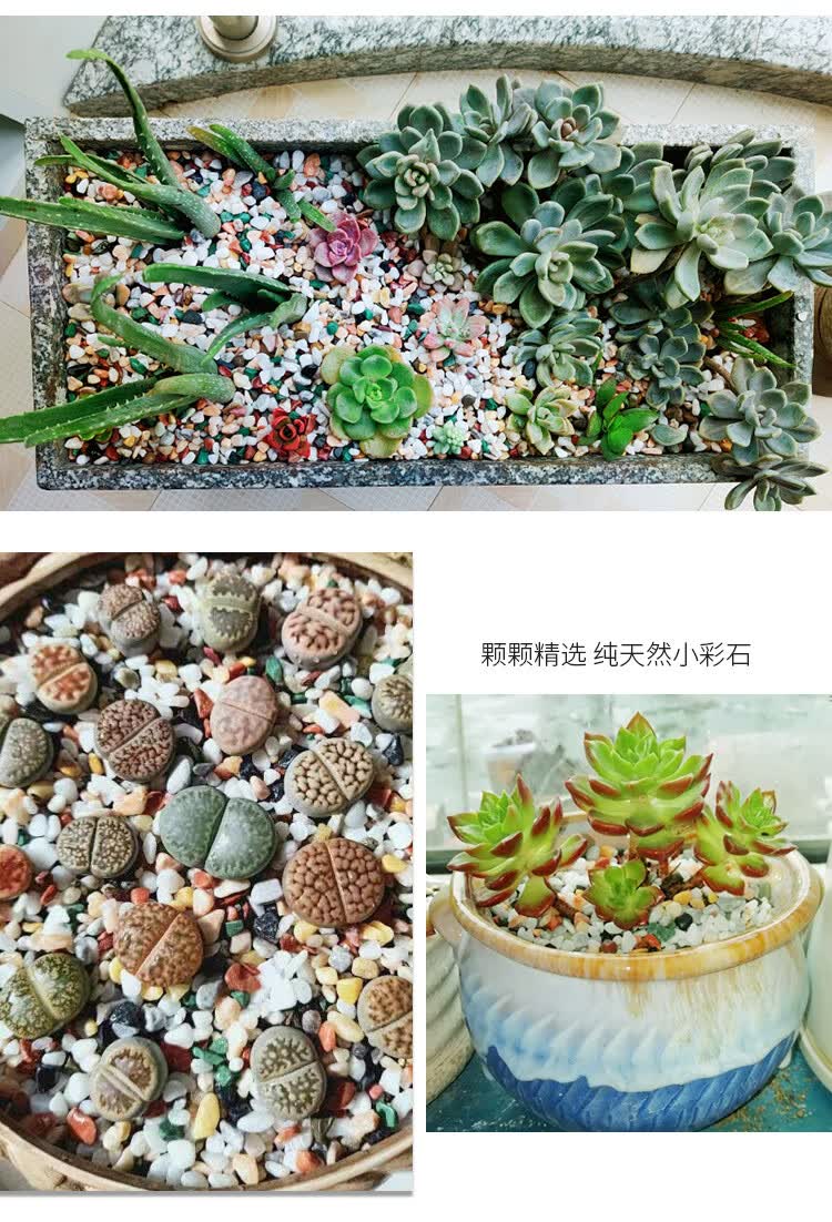 五彩石天然小彩石鱼缸专用铺底砂多肉盆栽铺面石子五彩石头园艺装饰
