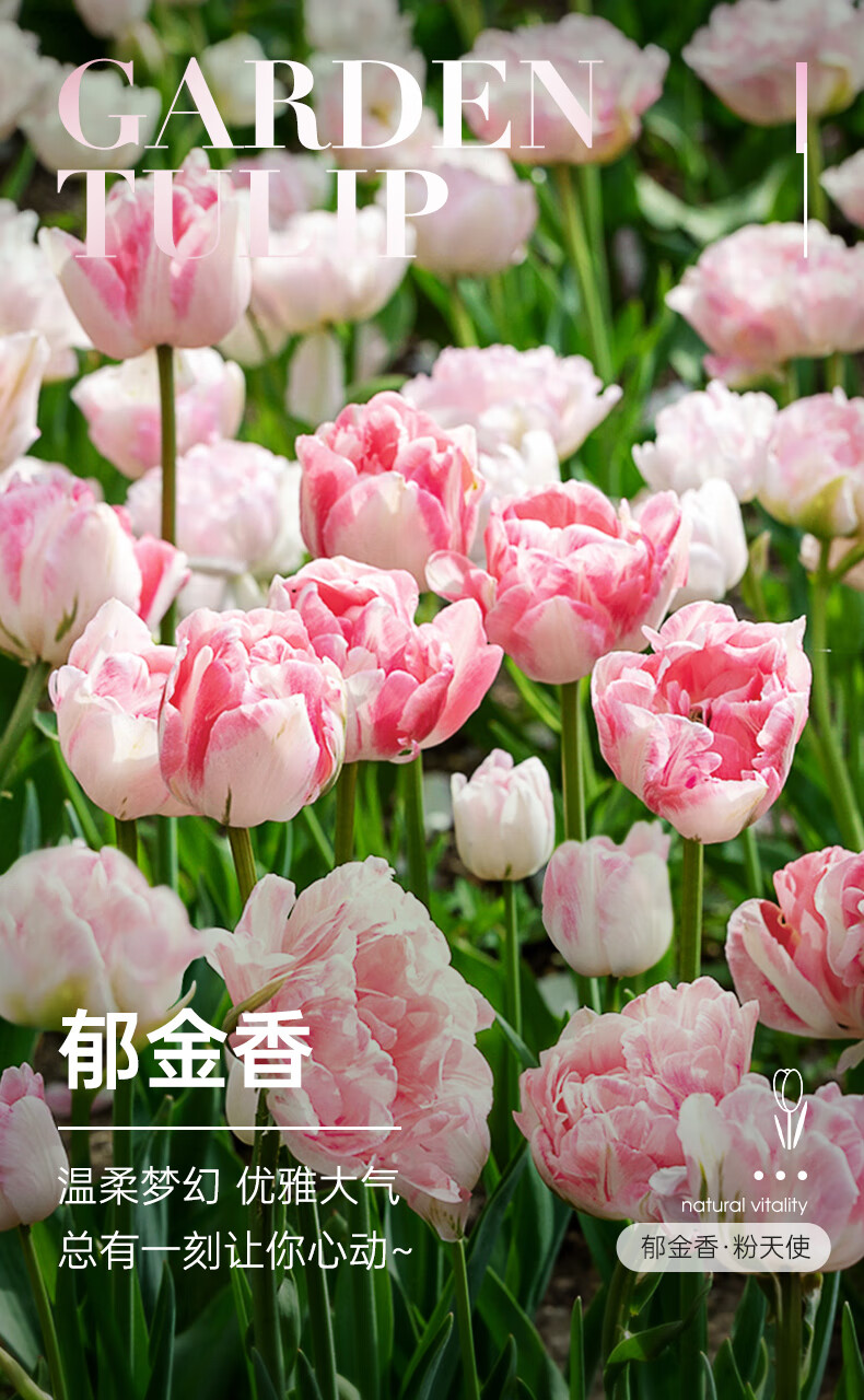 郁金香种球自然球荷兰进口粉色重瓣郁金香大种球水培球根现货 夜皇后