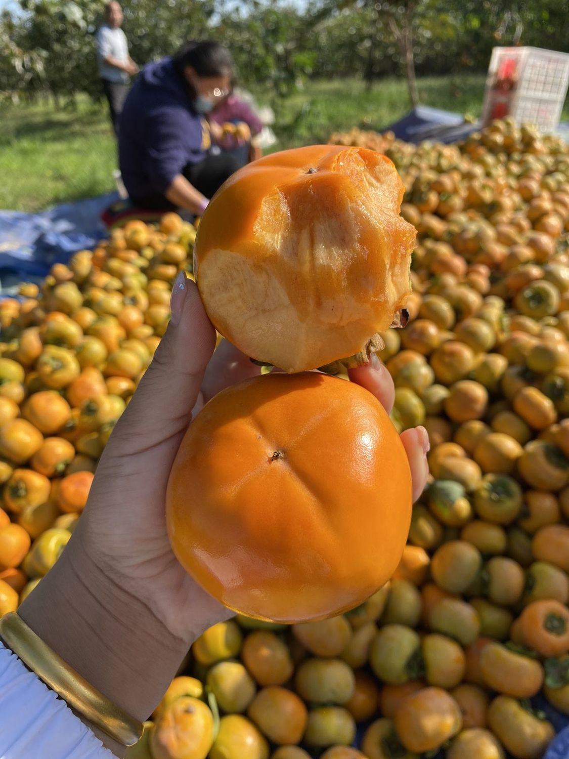 广西恭城脆柿巧克力脆柿现摘新鲜水果脆柿中小果带箱31斤