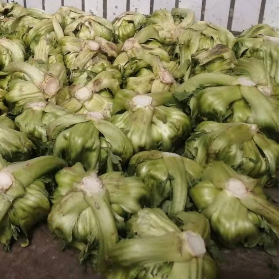 重庆农家新鲜包包菜榨菜可做咸菜泡菜应季蔬菜4斤 8