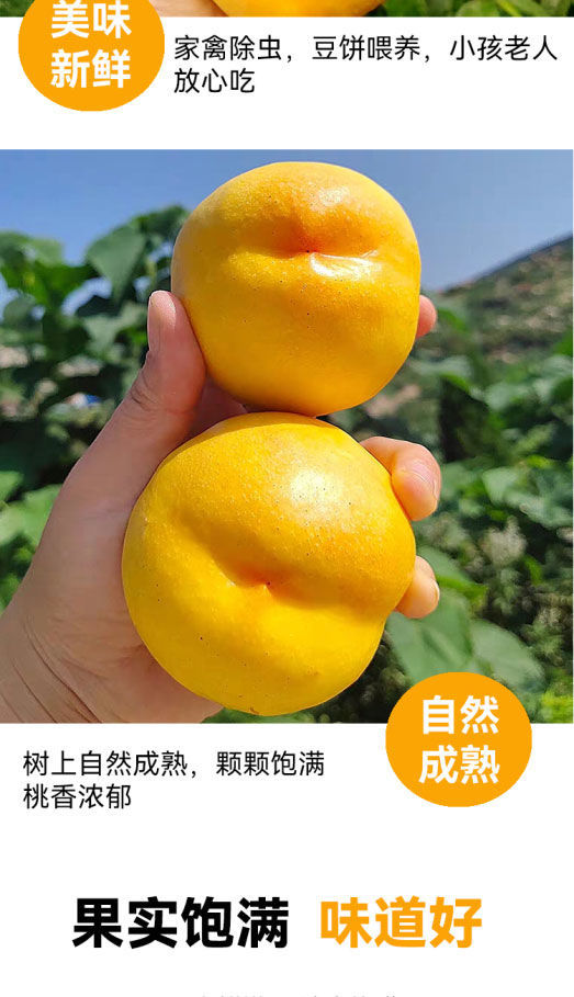 顺丰速运山东黄金油桃脆桃黄金桃无毛桃新鲜孕妇水果现摘现发送人送礼