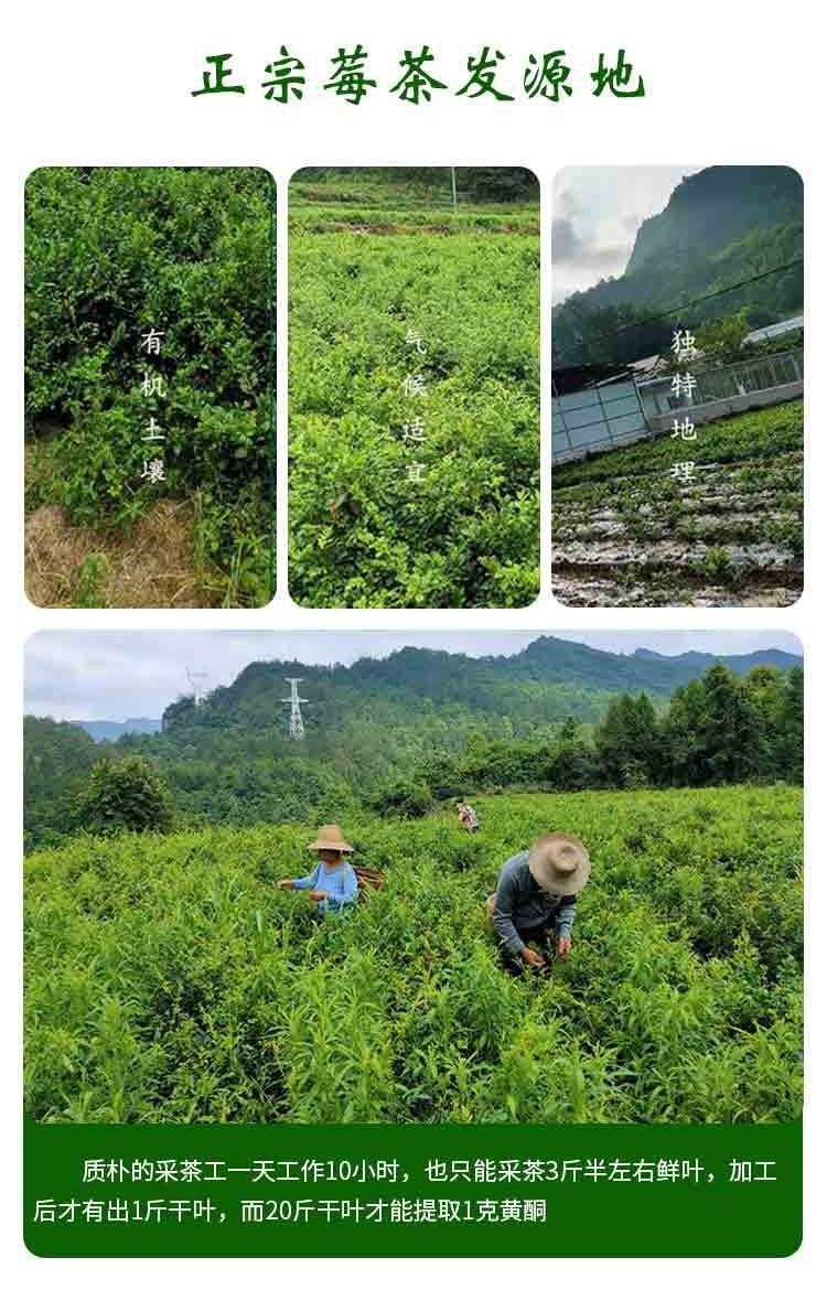 龙须芽尖莓茶张家界茅岩霉茶正宗特级野生土家来凤富硒藤茶永顺莓茶青