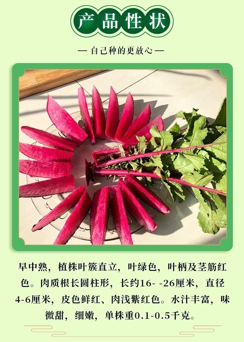 凤梨萝卜种子紫美人红心红皮水果萝卜籽秋冬四季蔬菜种孑阳台盆栽凤梨
