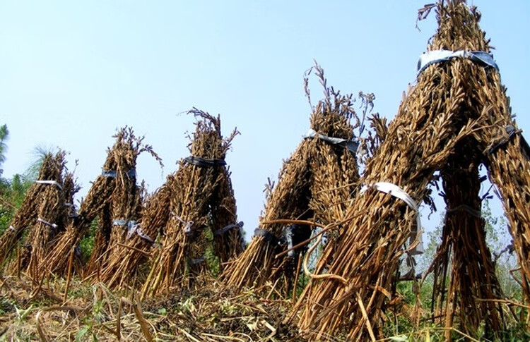 景超富康乔迁礼物新货芝麻杆子梗干枝秸秆芝麻开花节节高搬家乔迁喜庆
