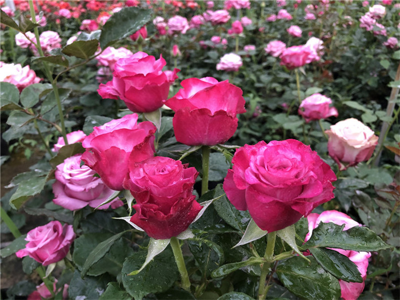 多头丰花灌木大花浓香月季花苗 勤开切花玫瑰花期长 嫣然玫瑰代表甜蜜